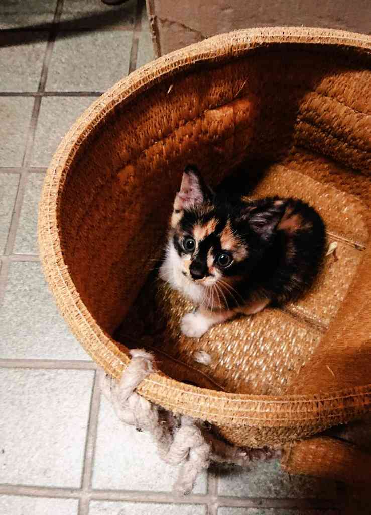 サビ猫を飼っている方！
