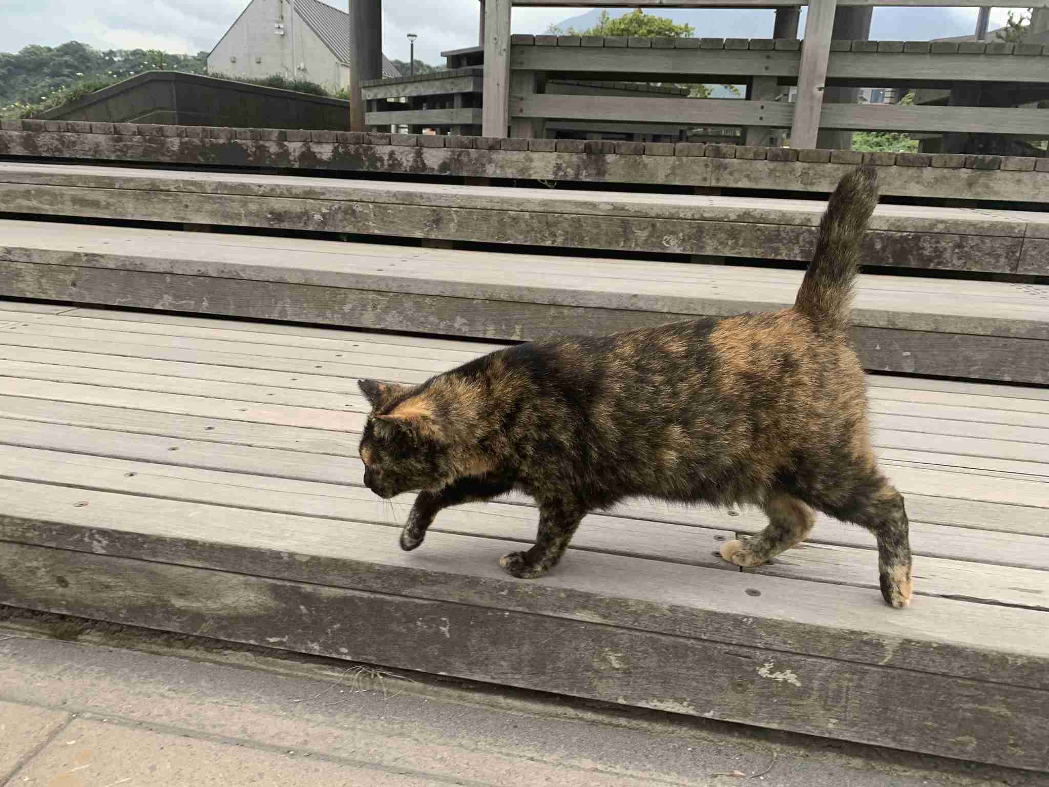 サビ猫を飼っている方！