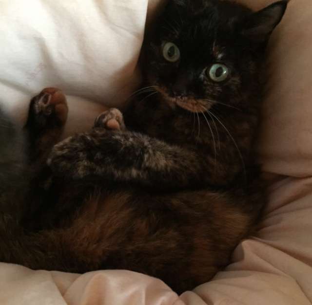 サビ猫を飼っている方！