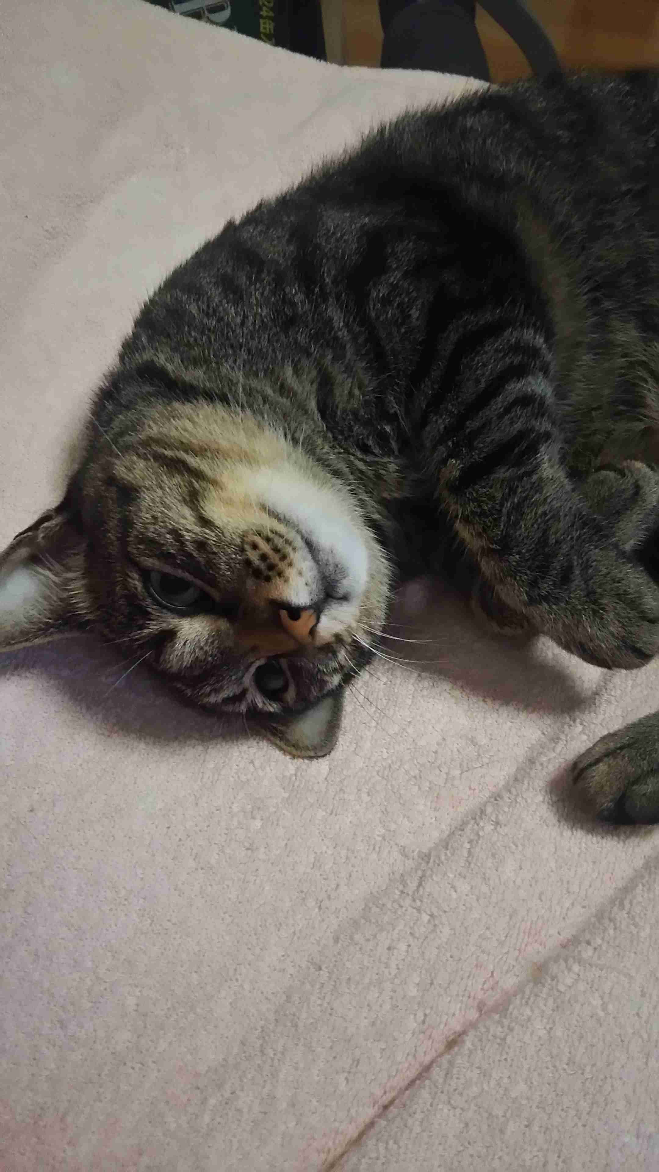 サビ猫を飼っている方！