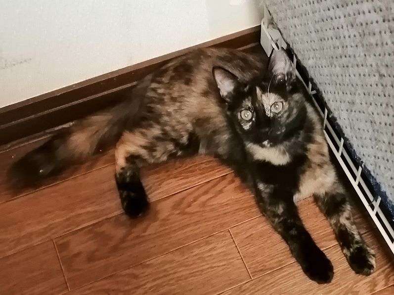 サビ猫を飼っている方！