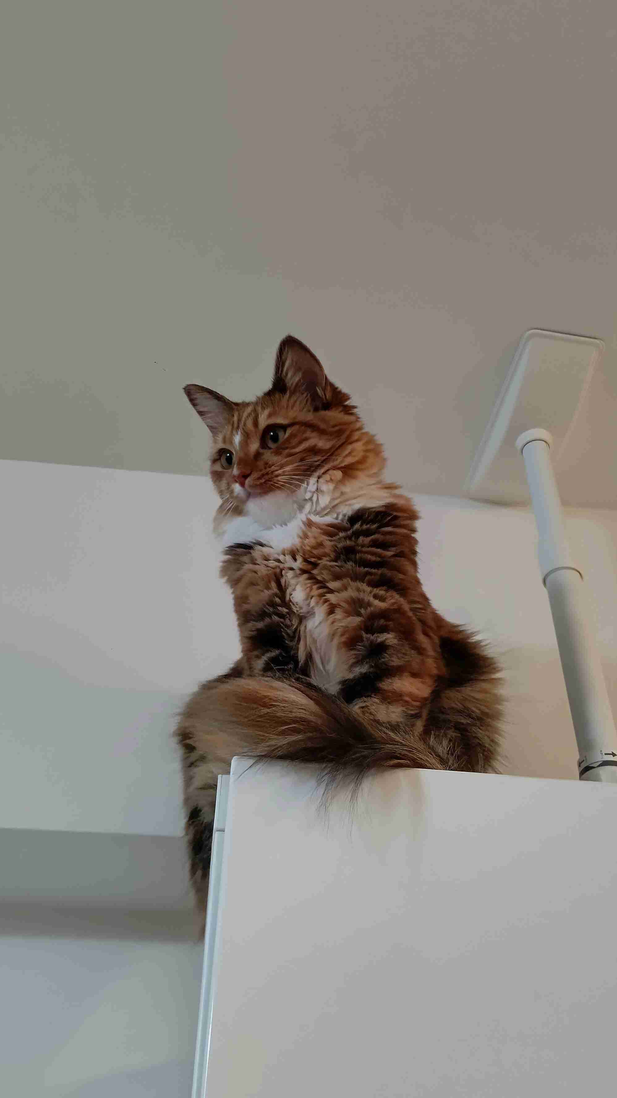 サビ猫を飼っている方！