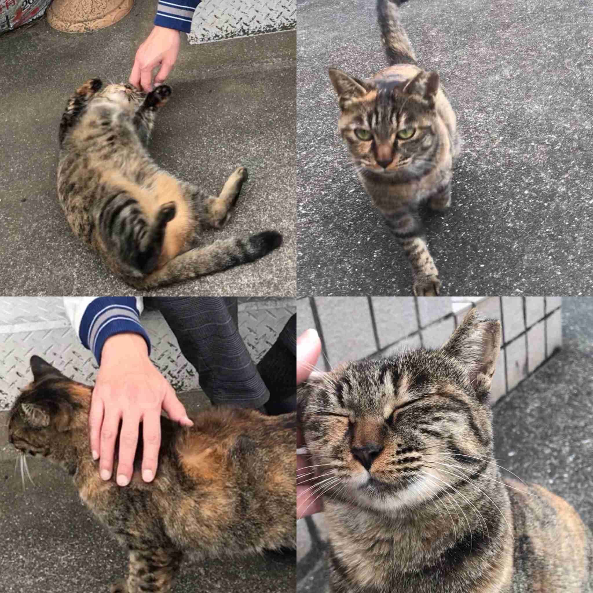 サビ猫を飼っている方！
