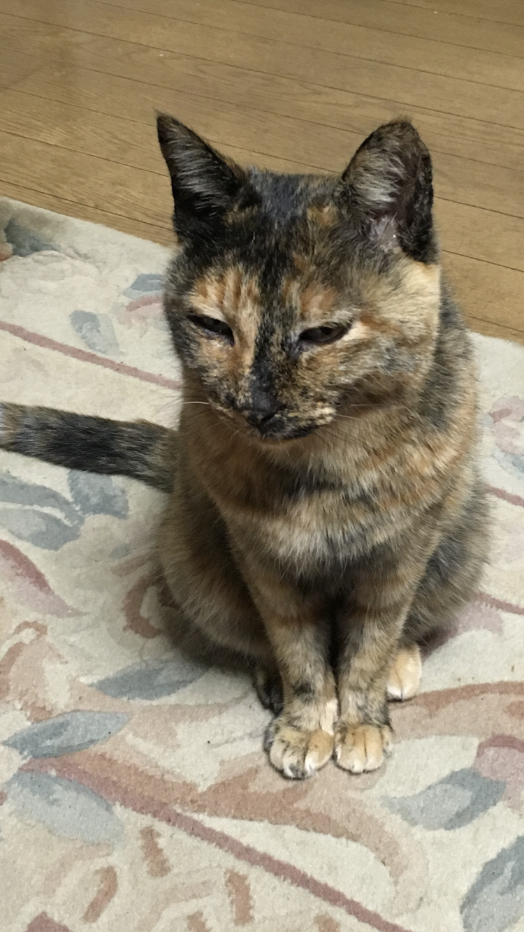 サビ猫を飼っている方！