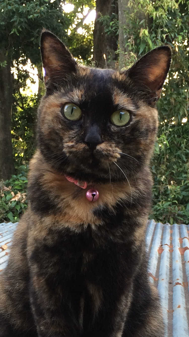 サビ猫を飼っている方！