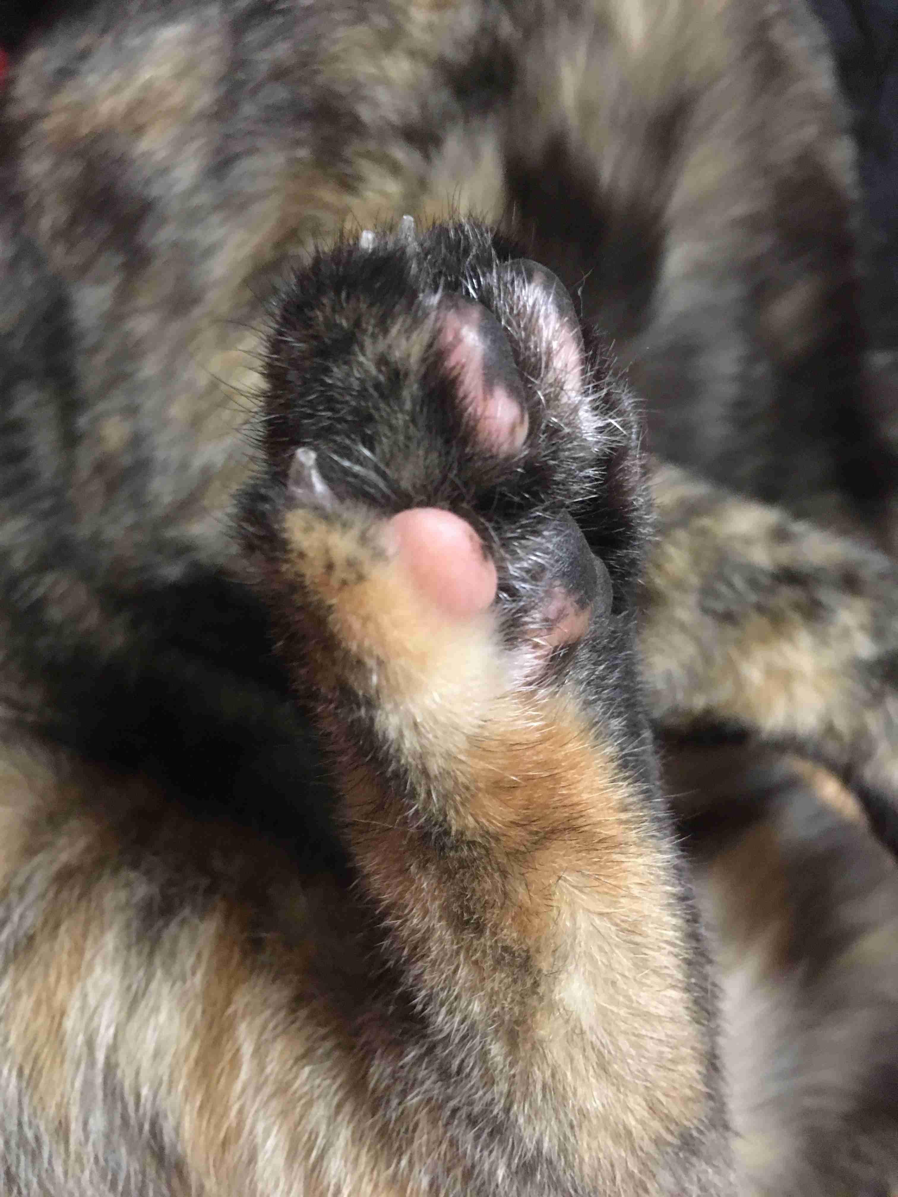 サビ猫を飼っている方！