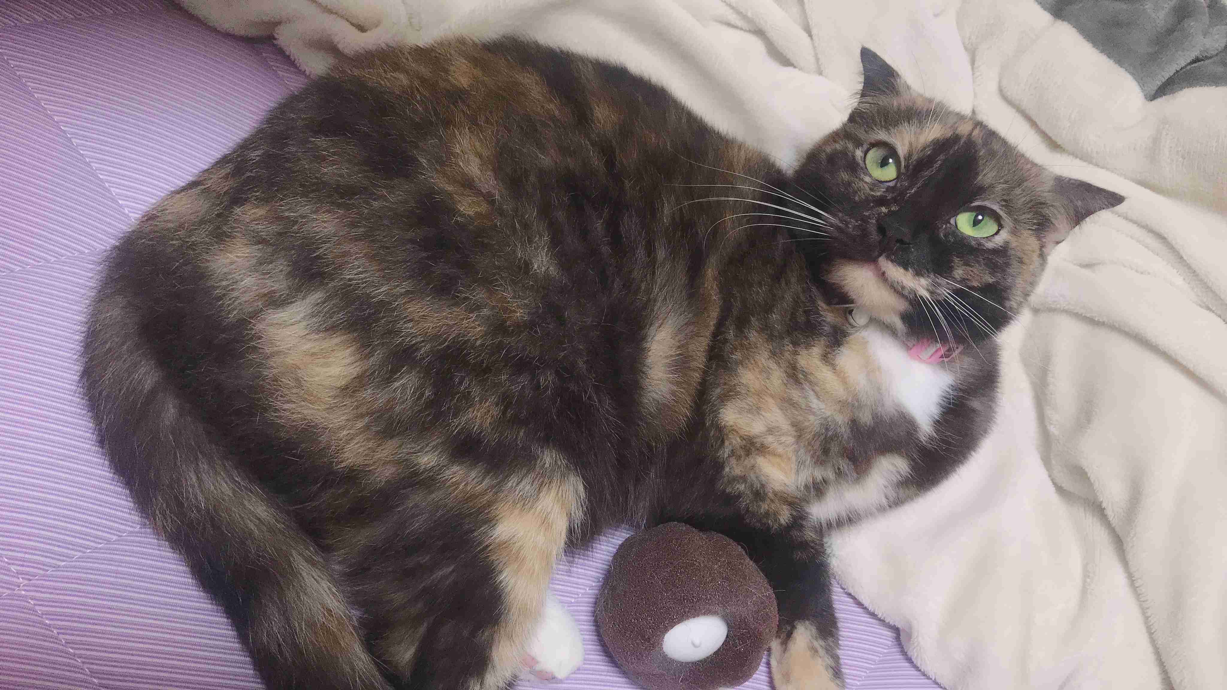 サビ猫を飼っている方！