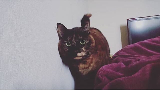 サビ猫を飼っている方！