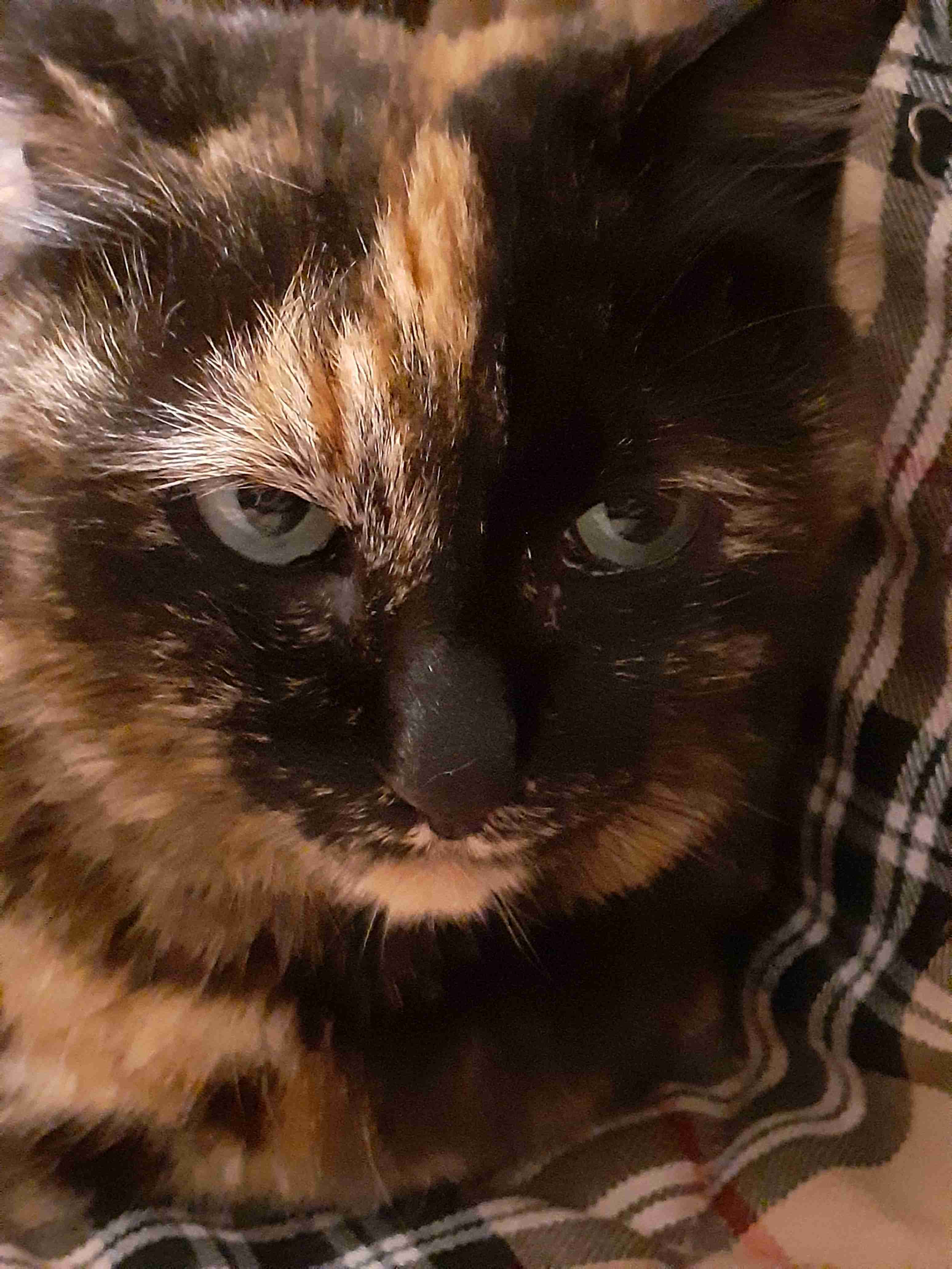 サビ猫を飼っている方！