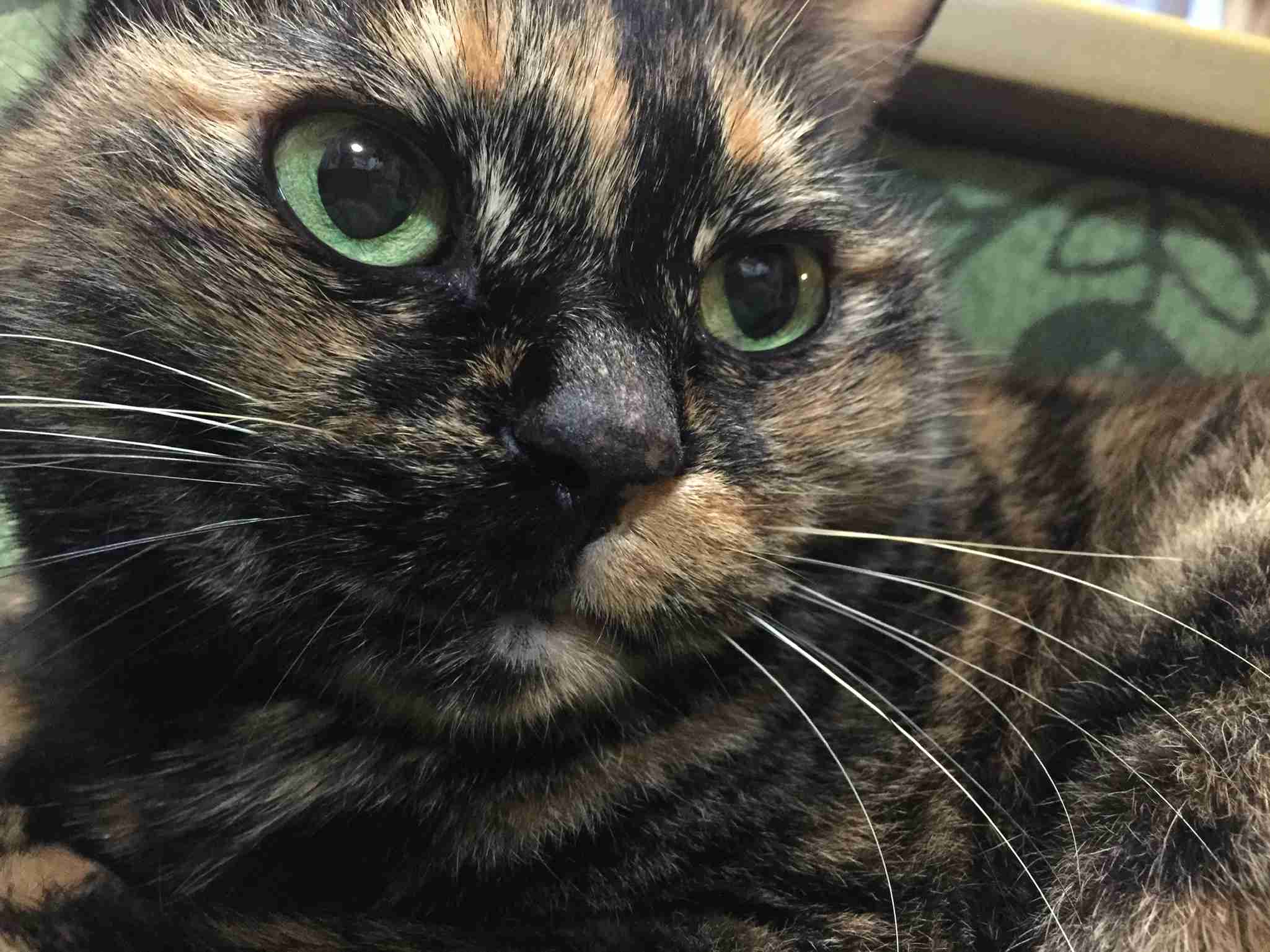 サビ猫を飼っている方！