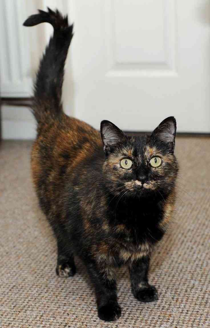 サビ猫を飼っている方！