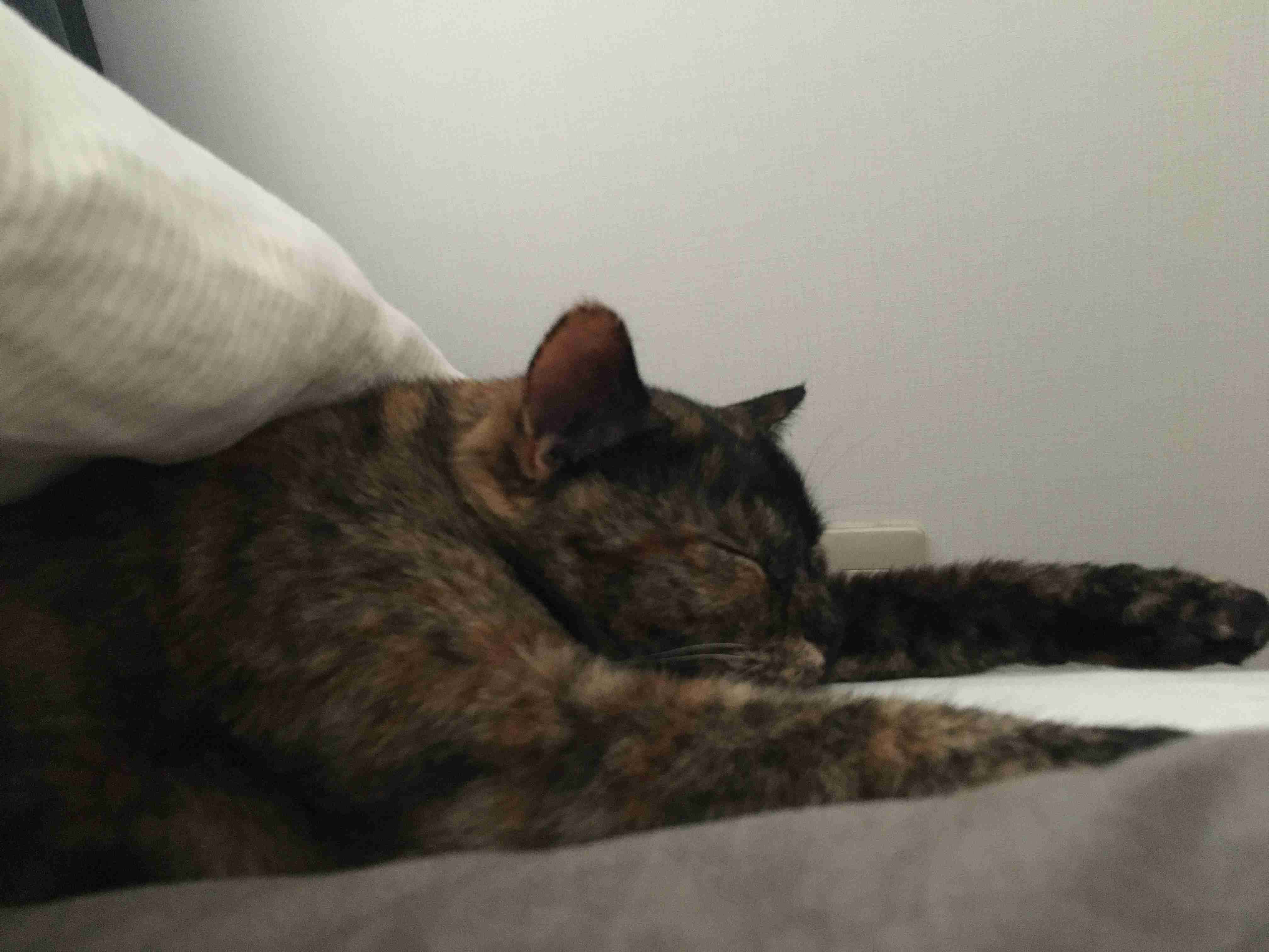 サビ猫を飼っている方！
