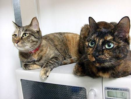 サビ猫を飼っている方！