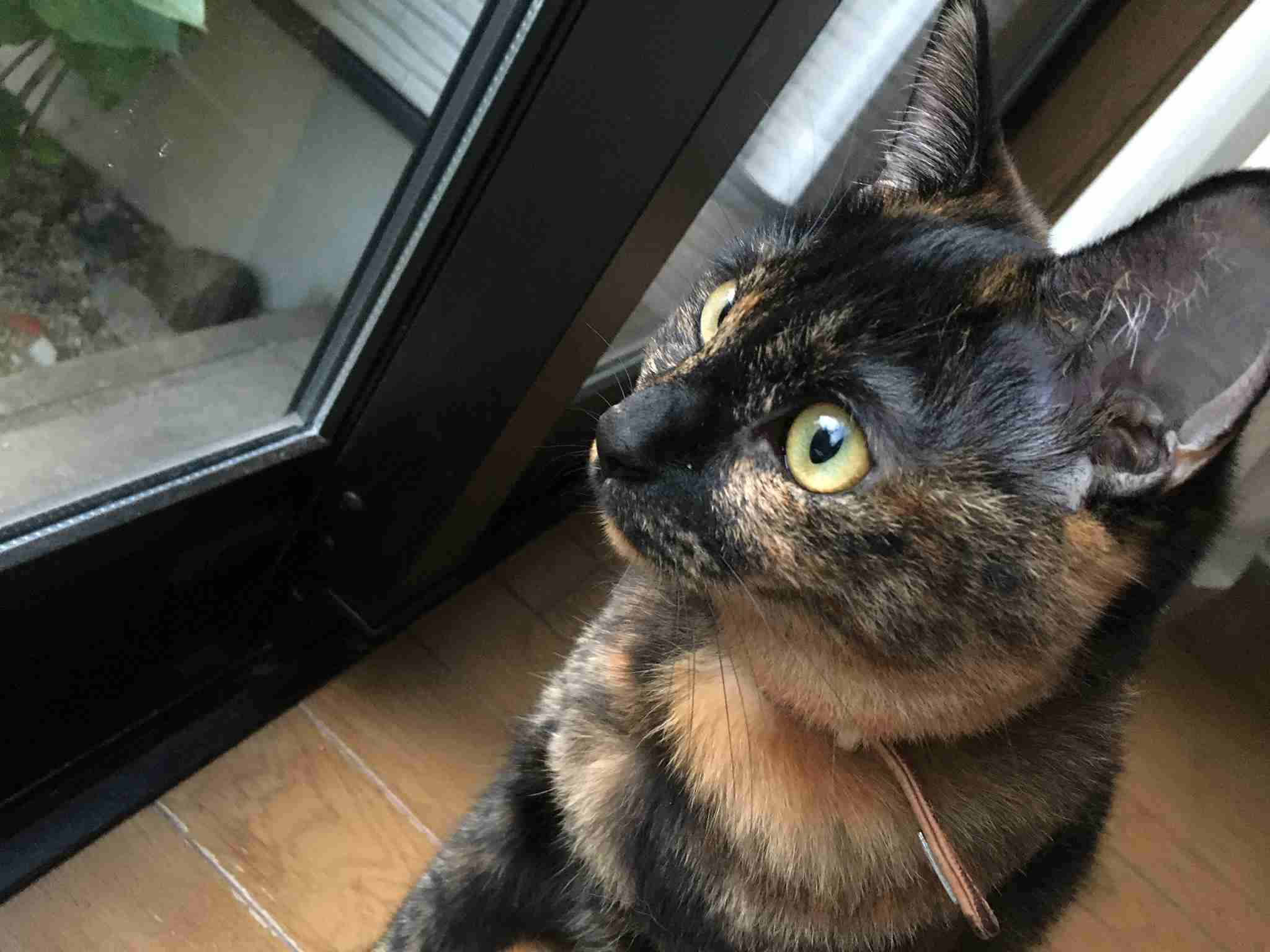 サビ猫を飼っている方！