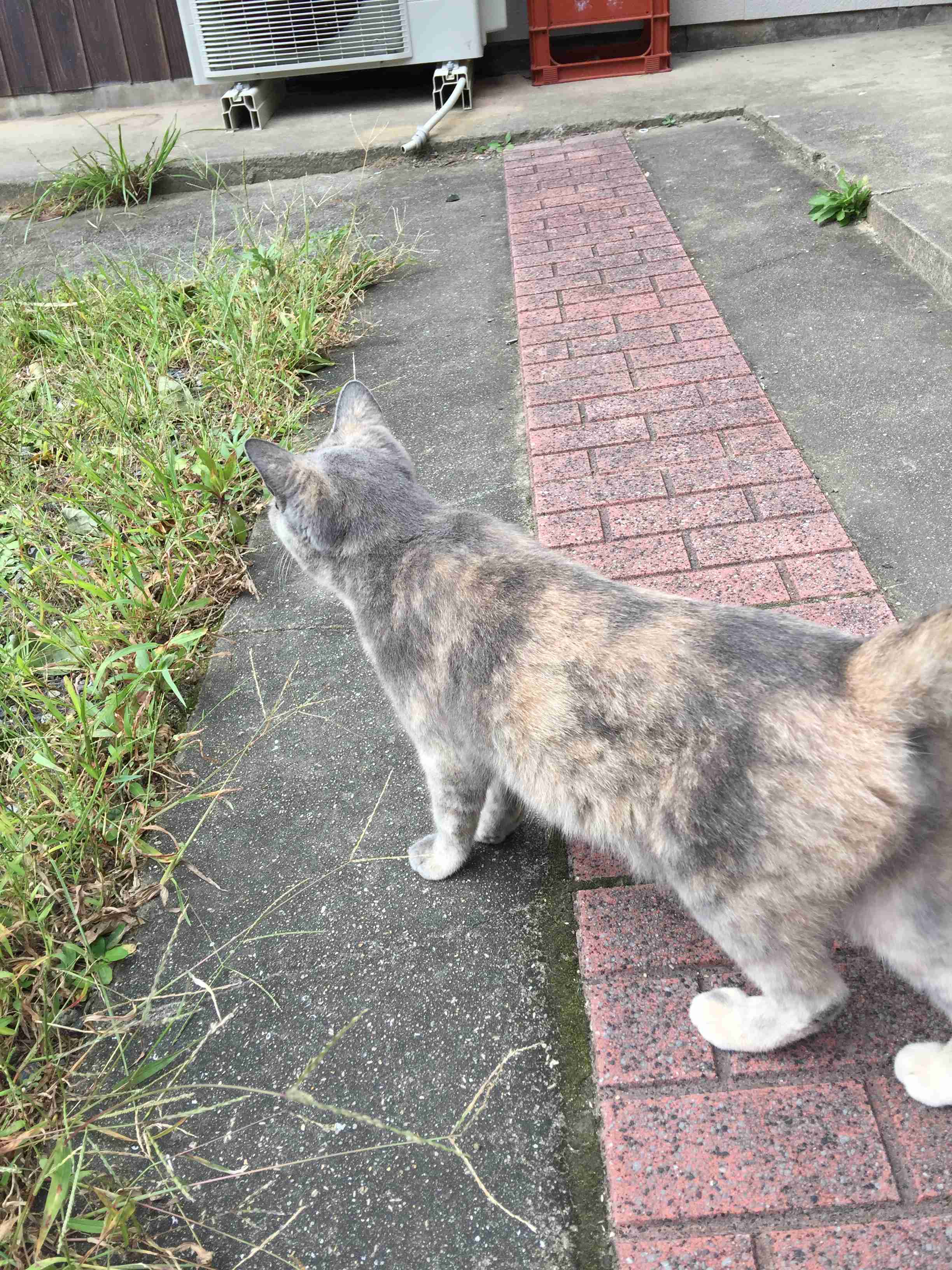 サビ猫を飼っている方！