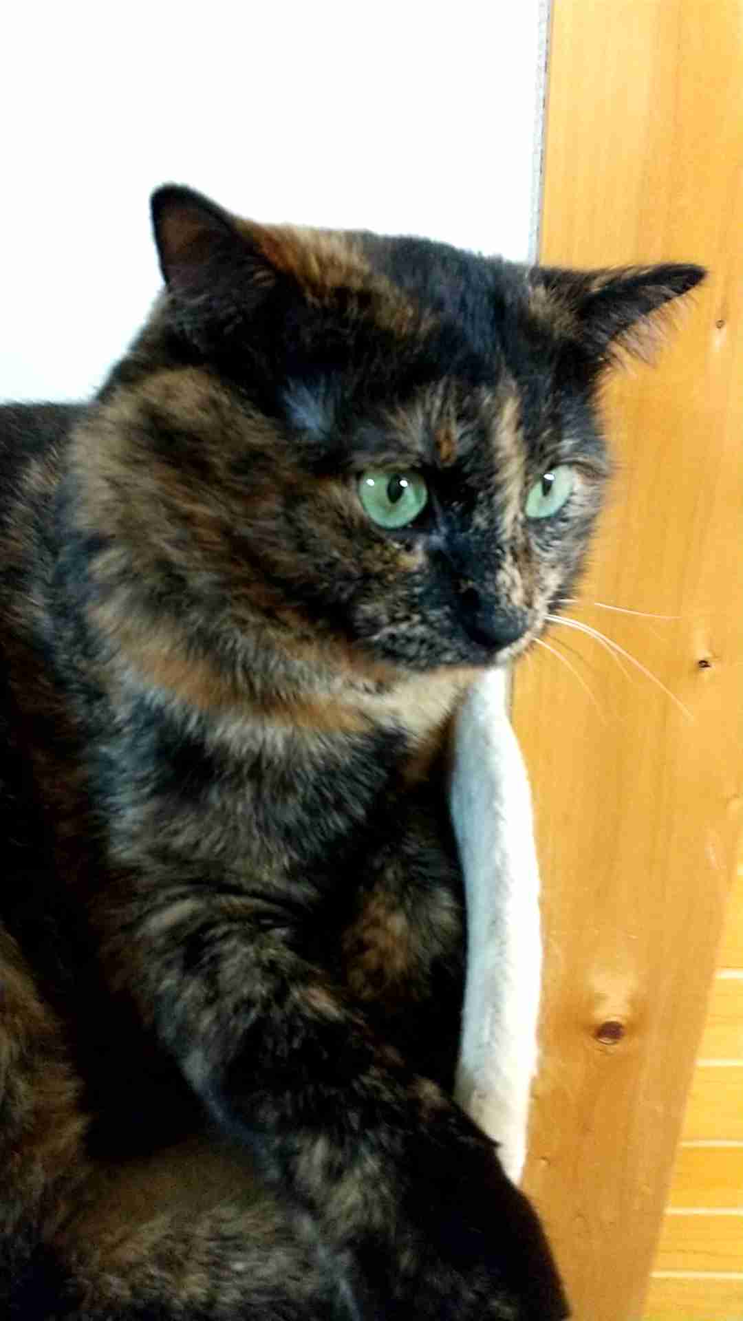サビ猫を飼っている方！
