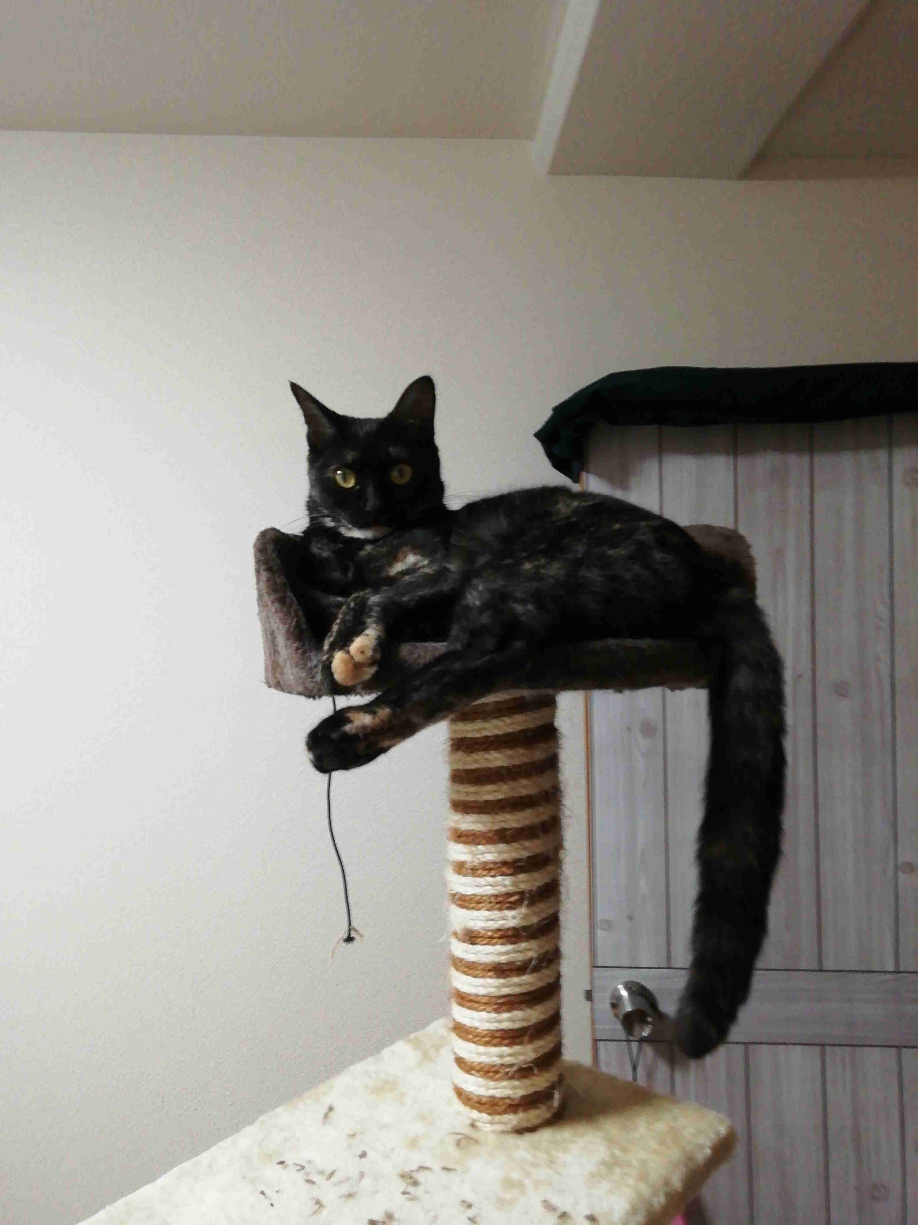 サビ猫を飼っている方！