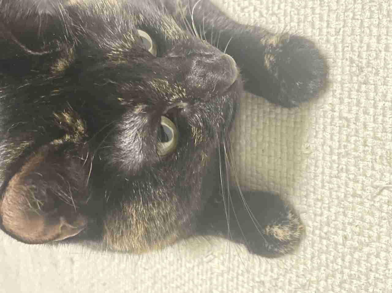 サビ猫を飼っている方！