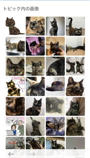 サビ猫を飼っている方！