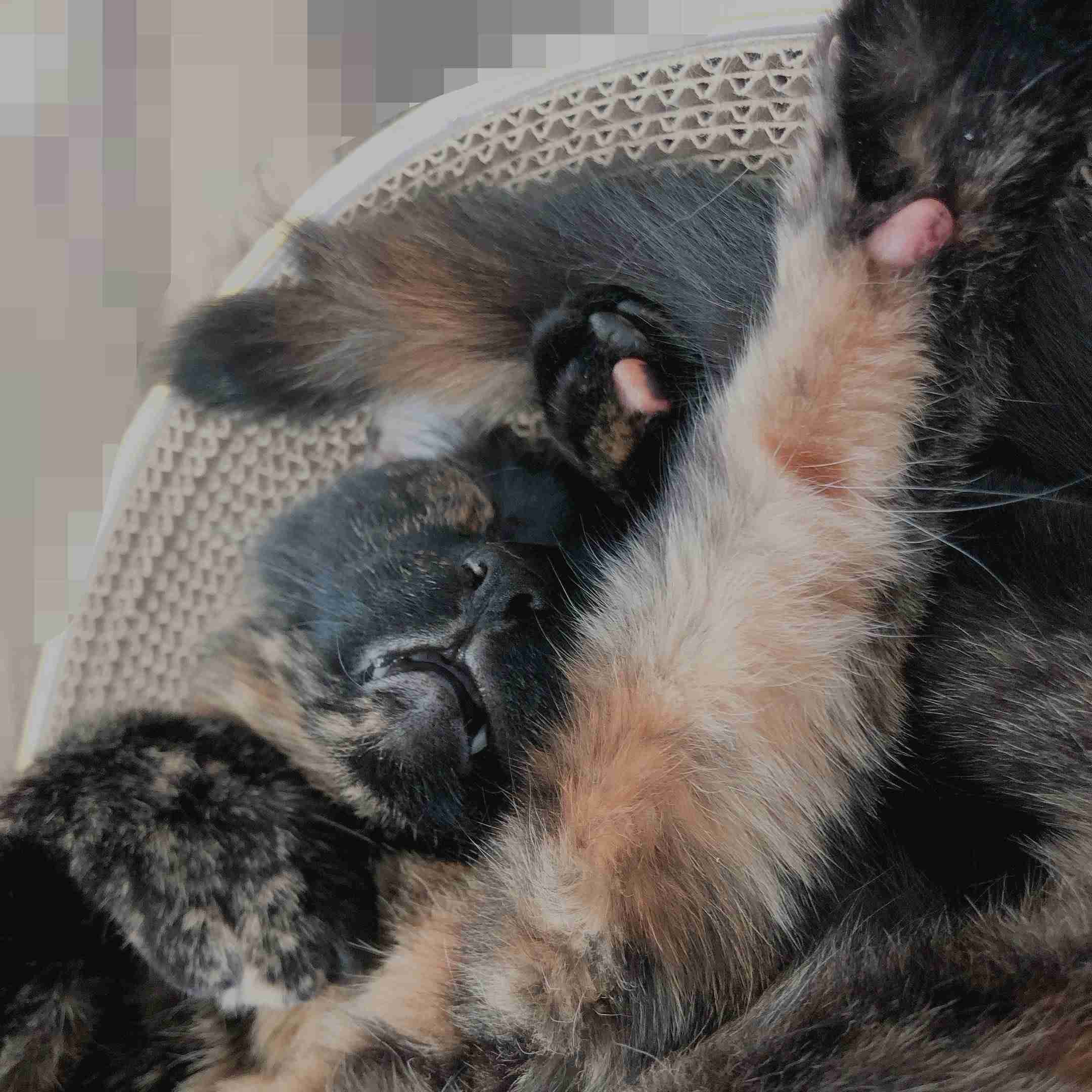 サビ猫を飼っている方！