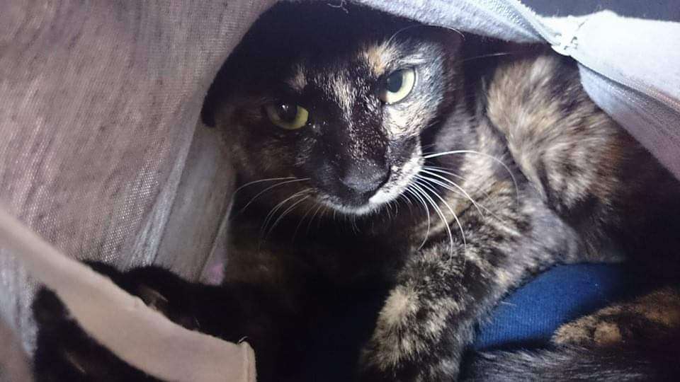 サビ猫を飼っている方！