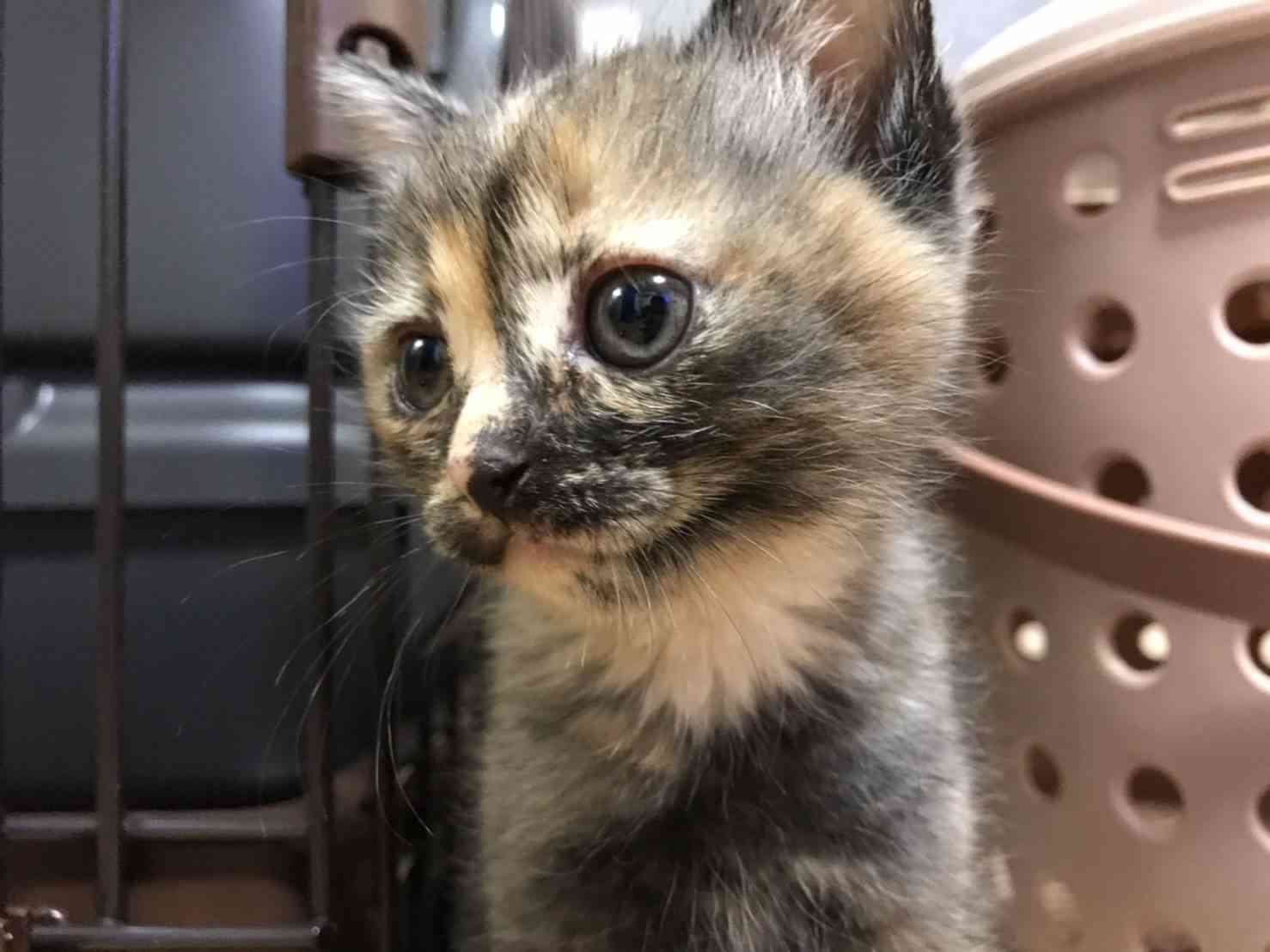 サビ猫を飼っている方！