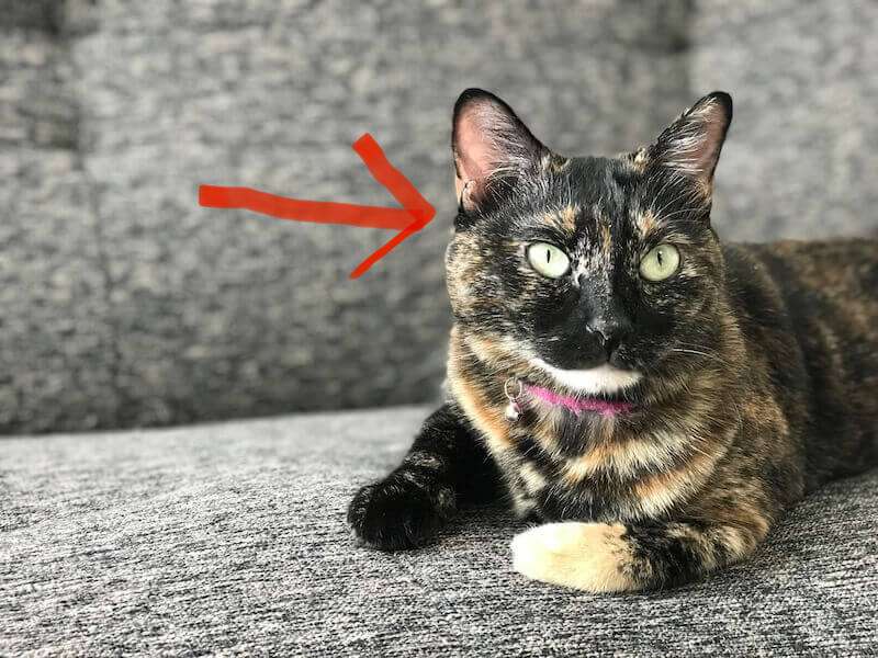 サビ猫を飼っている方！