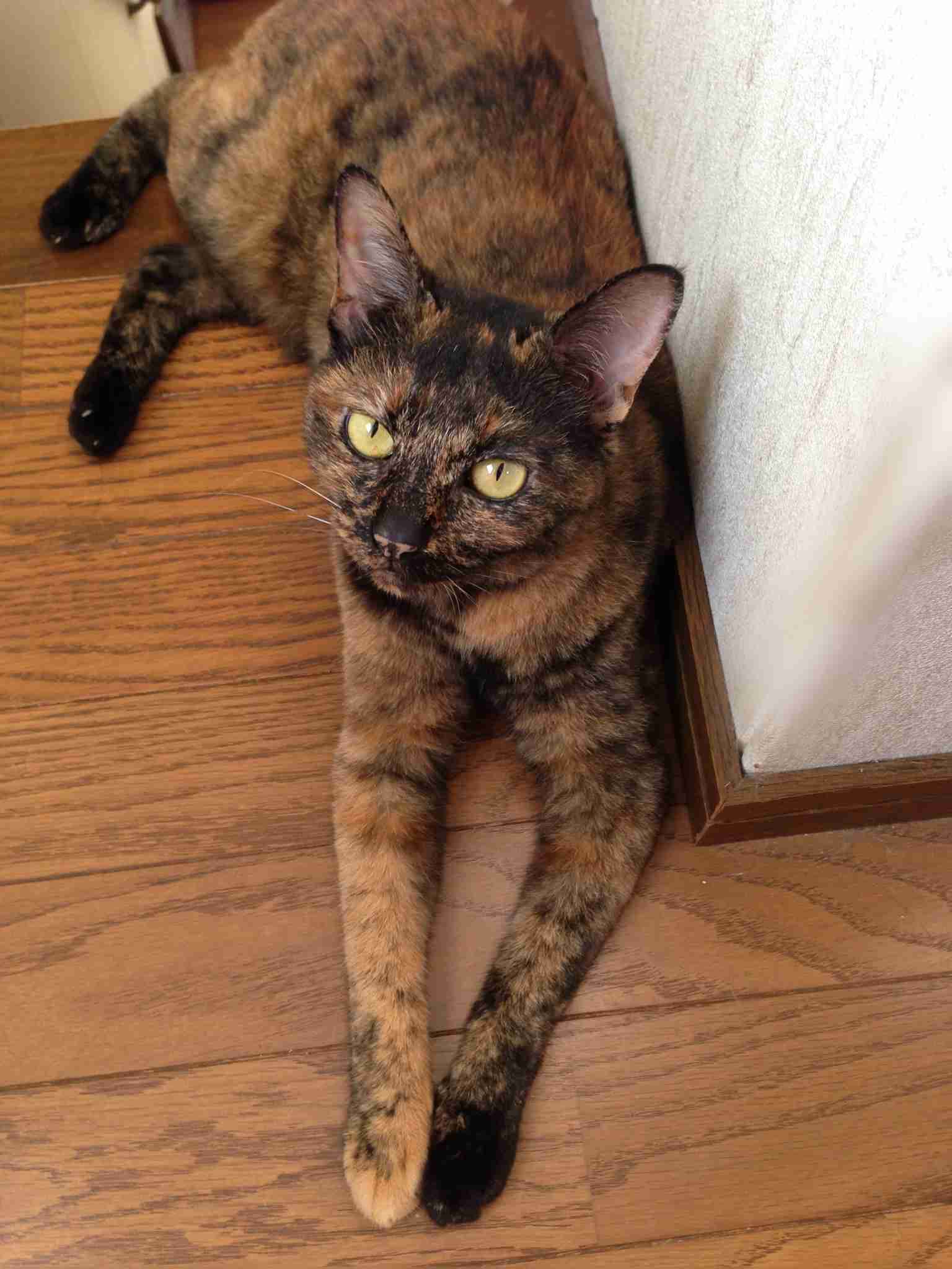 サビ猫を飼っている方！