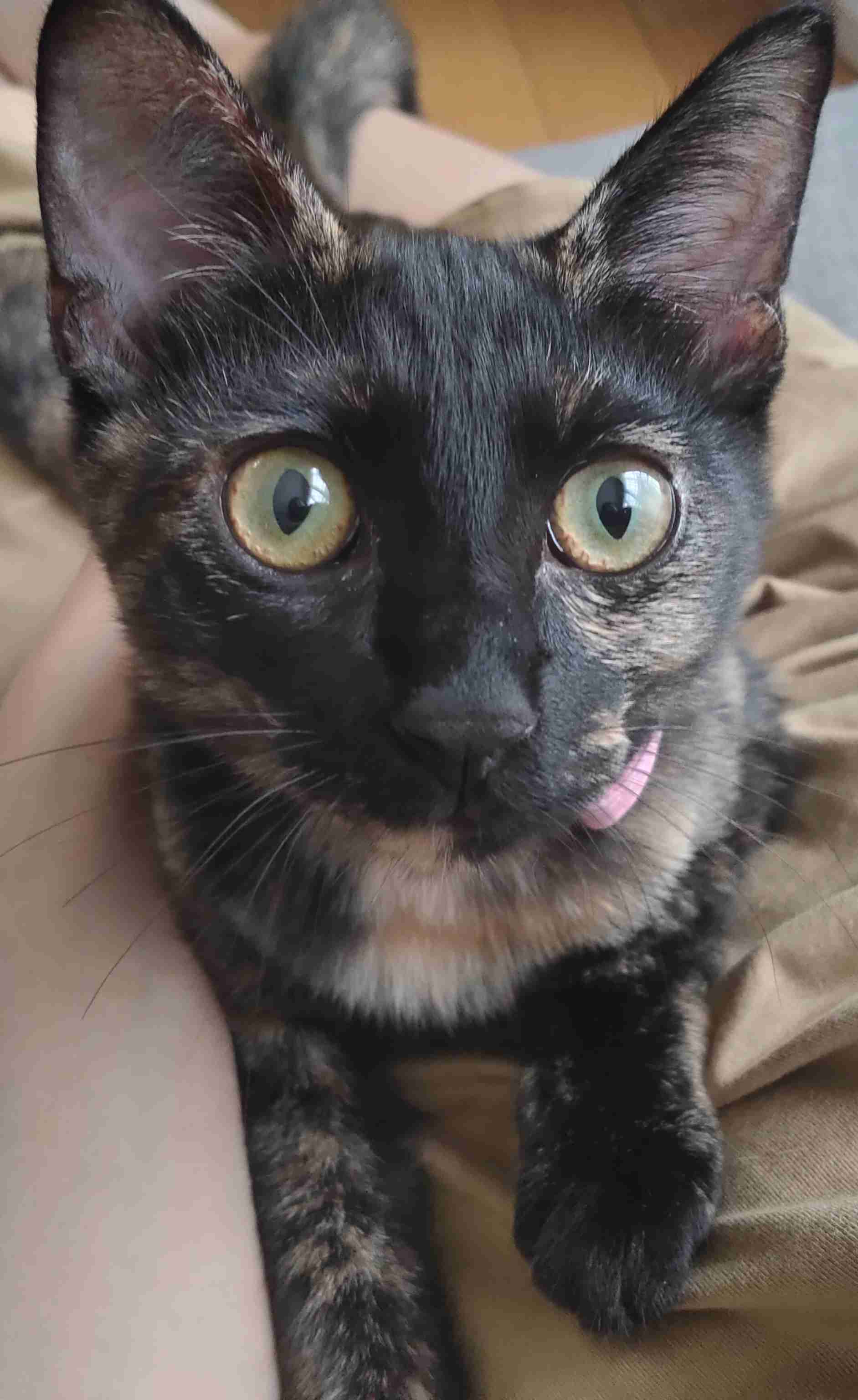 サビ猫を飼っている方！