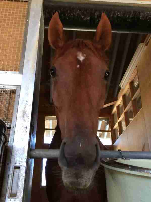 好きな競走馬は？ Part2