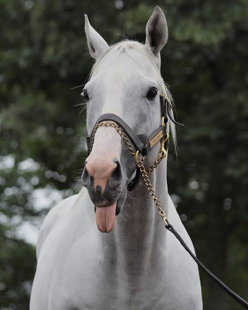 好きな競走馬は？ Part2