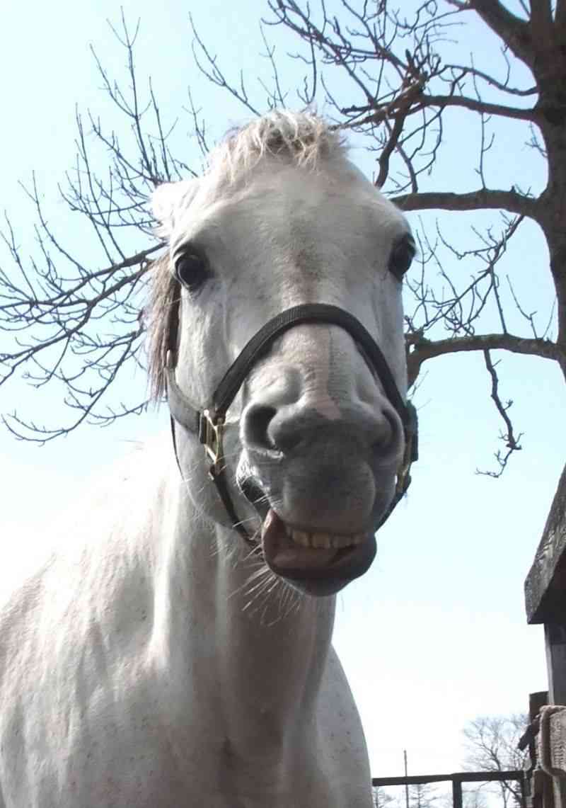 好きな競走馬は？ Part2