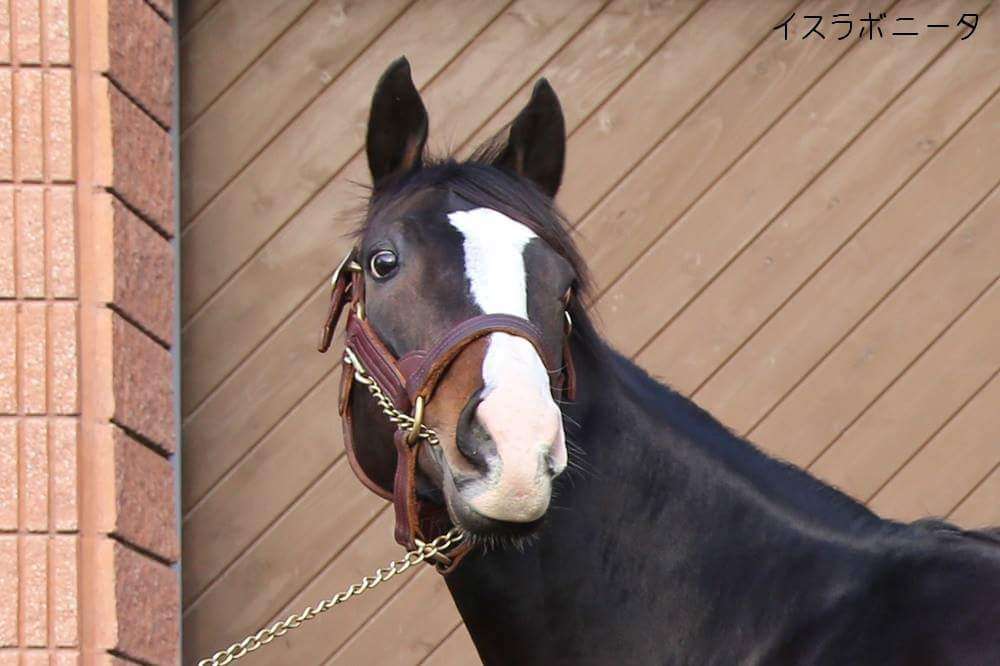 好きな競走馬は？ Part2