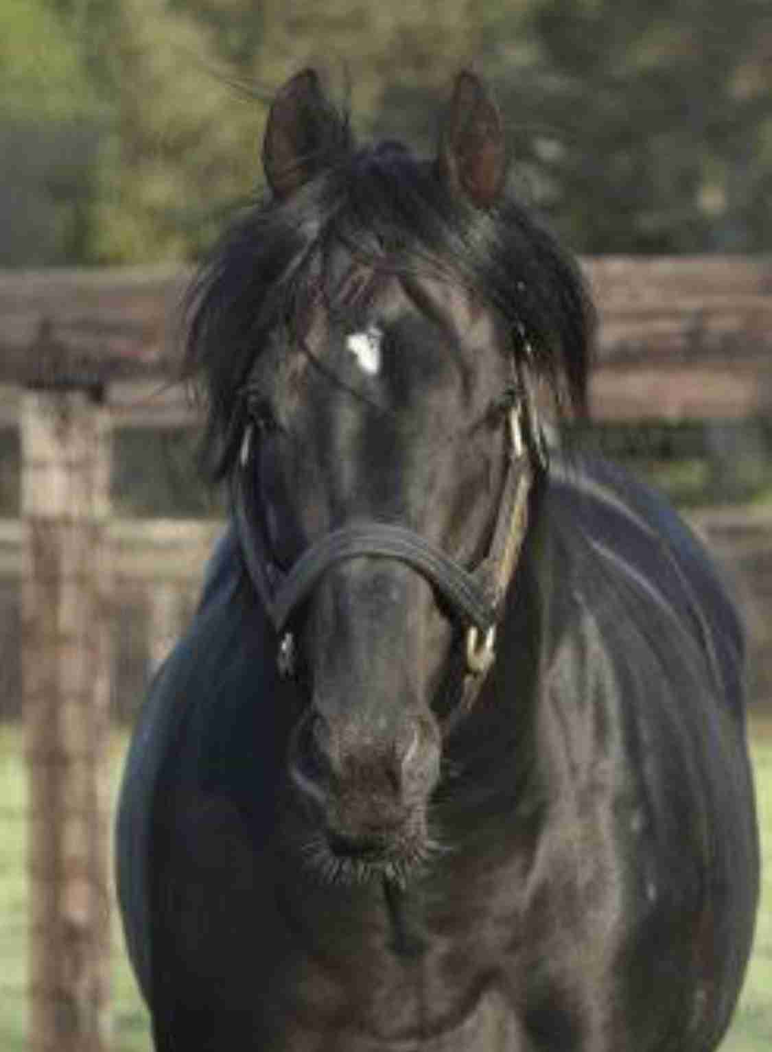 好きな競走馬は？ Part2