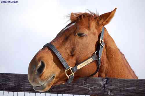 好きな競走馬は？ Part2