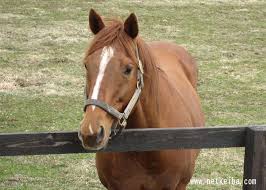 好きな競走馬は？ Part2