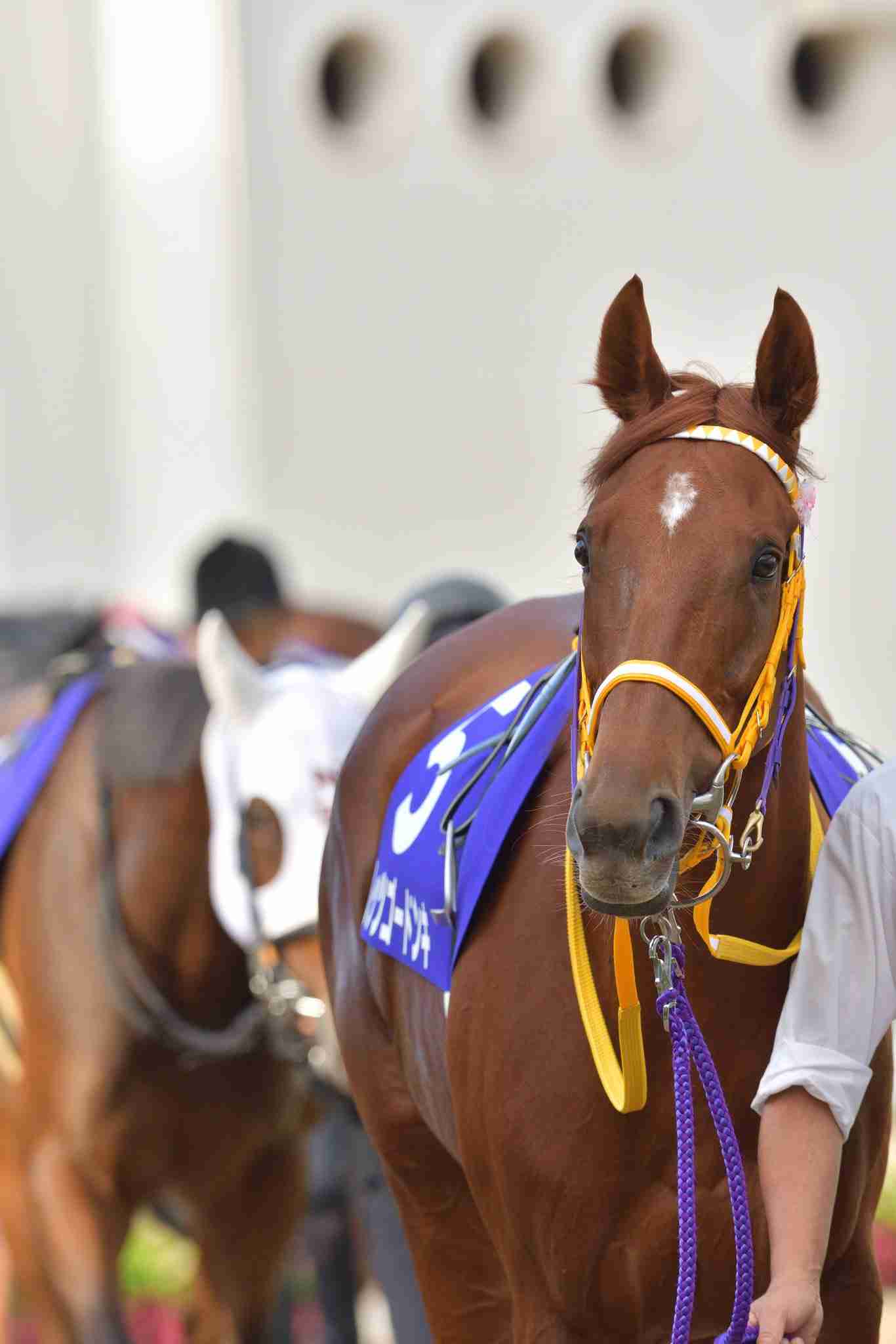 好きな競走馬は？ Part2