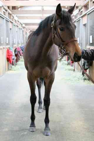 好きな競走馬は？ Part2