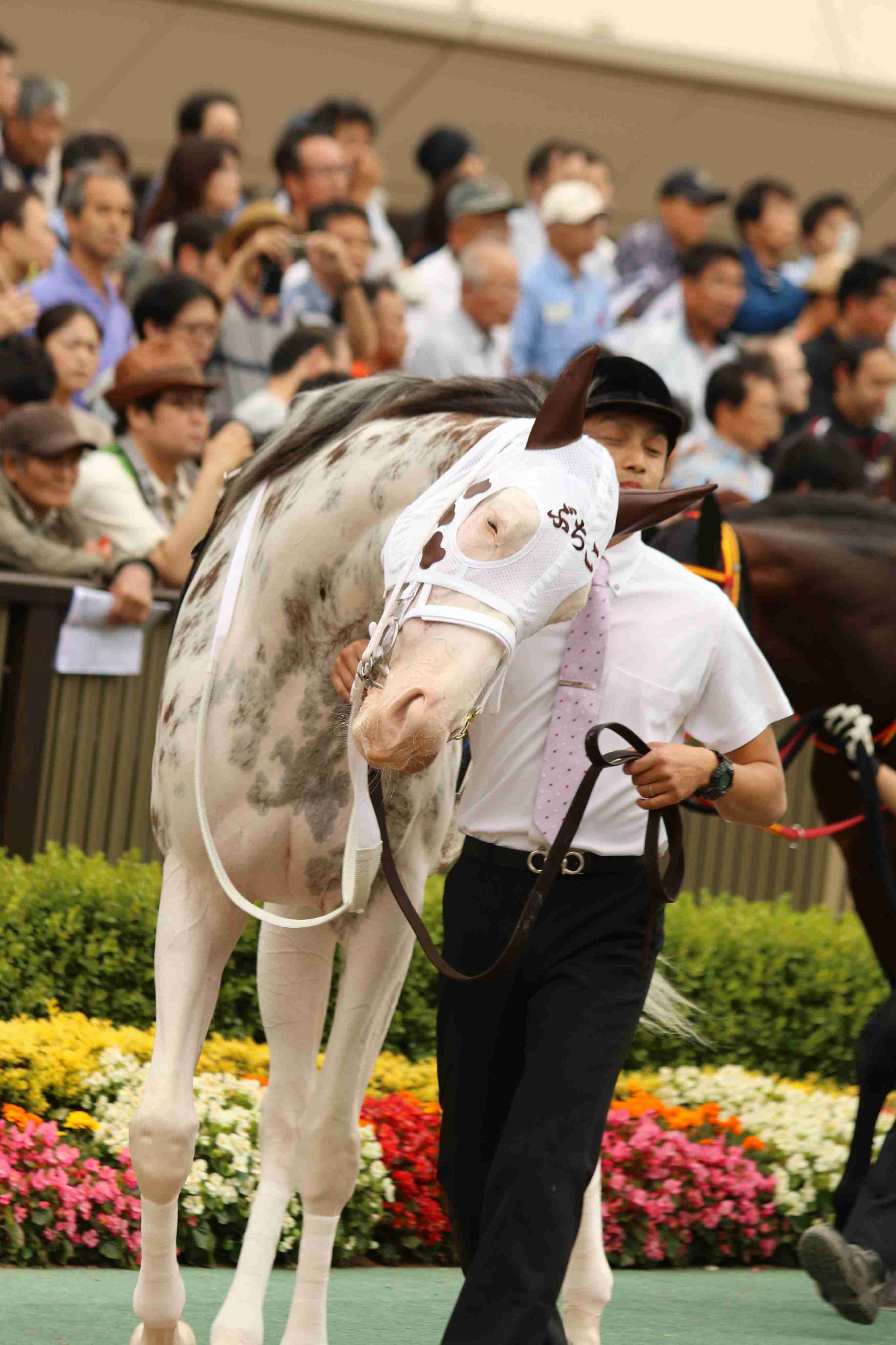 好きな競走馬は？ Part2