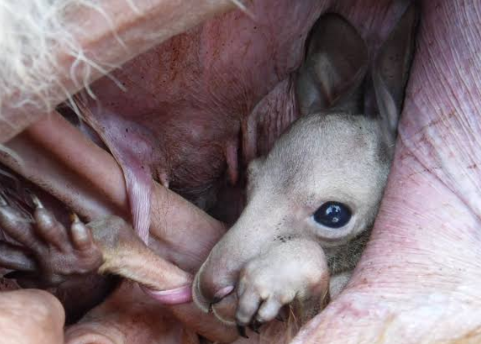 ママの袋から落ちた赤ちゃんカンガルーに…
