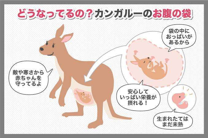 ママの袋から落ちた赤ちゃんカンガルーに…