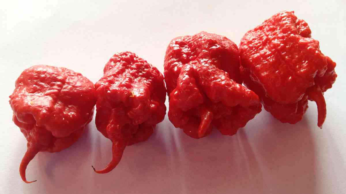 【ネタ】激辛唐辛子を使って創作料理を作ろう🌶