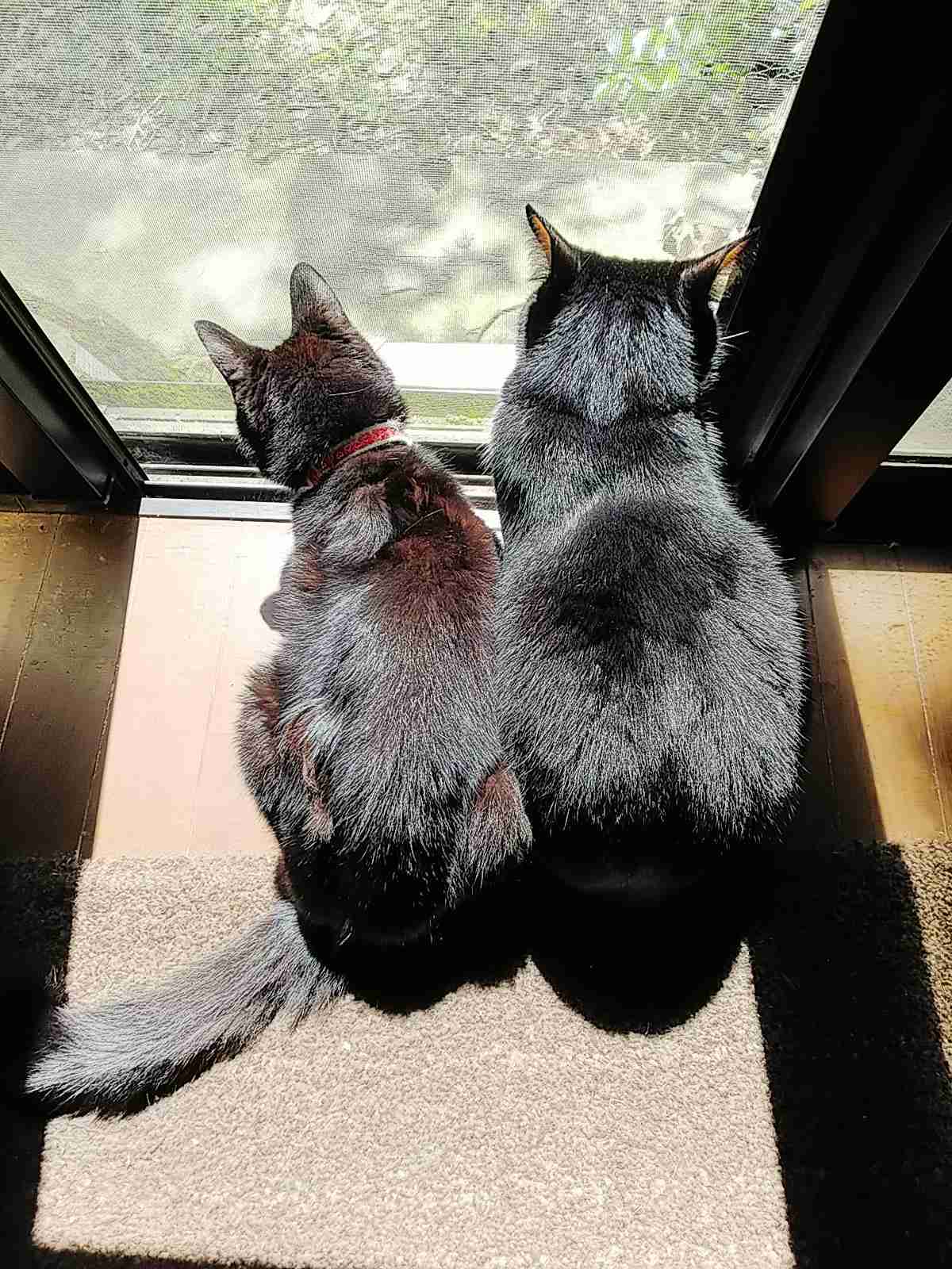 後ろ姿がきれいな女性が見たい