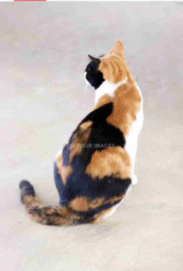 後ろ姿がきれいな女性が見たい