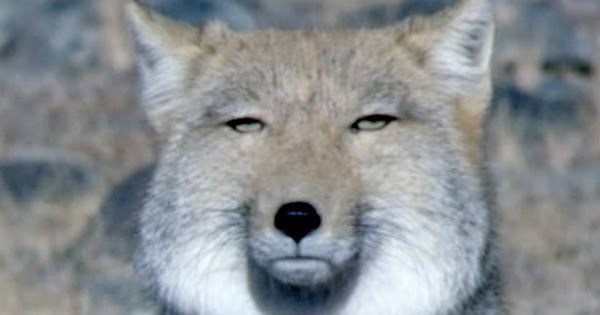 目が死んでると言われる