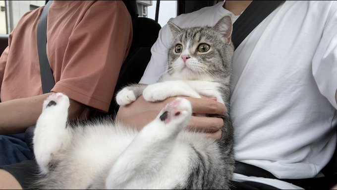 ギネス認定の猫ユーチューバーの動画に批判相次ぐ「信じられない」「命で遊ぶなんて」謝罪後も苦言