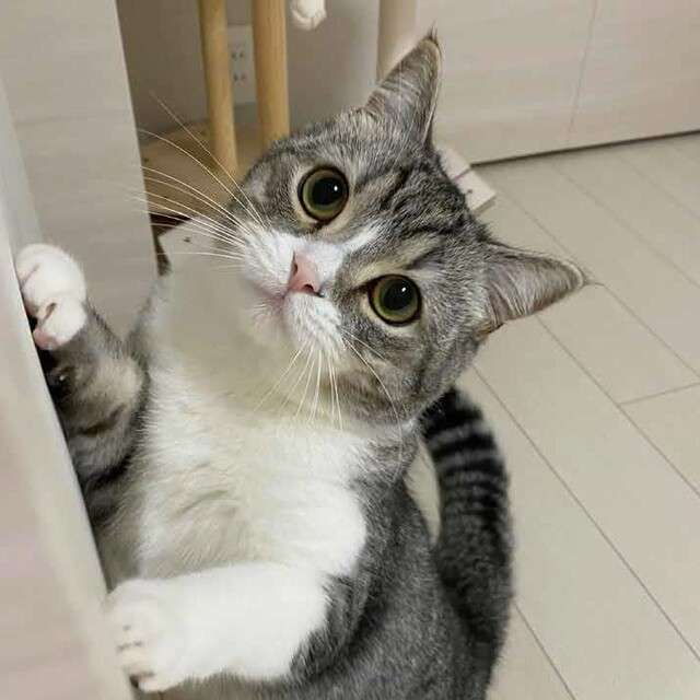ギネス認定の猫ユーチューバーの動画に批判相次ぐ「信じられない」「命で遊ぶなんて」謝罪後も苦言
