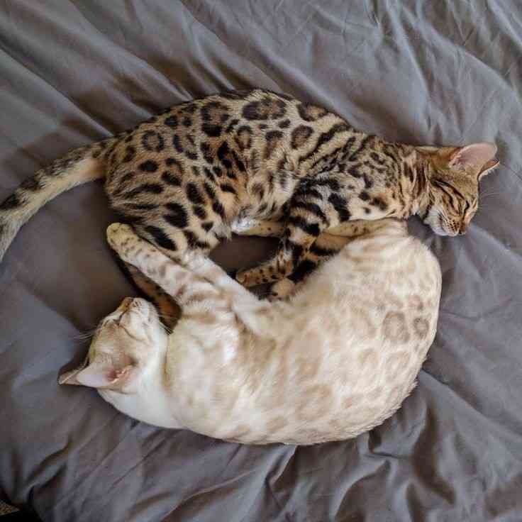 色違い画像が集まるトピ