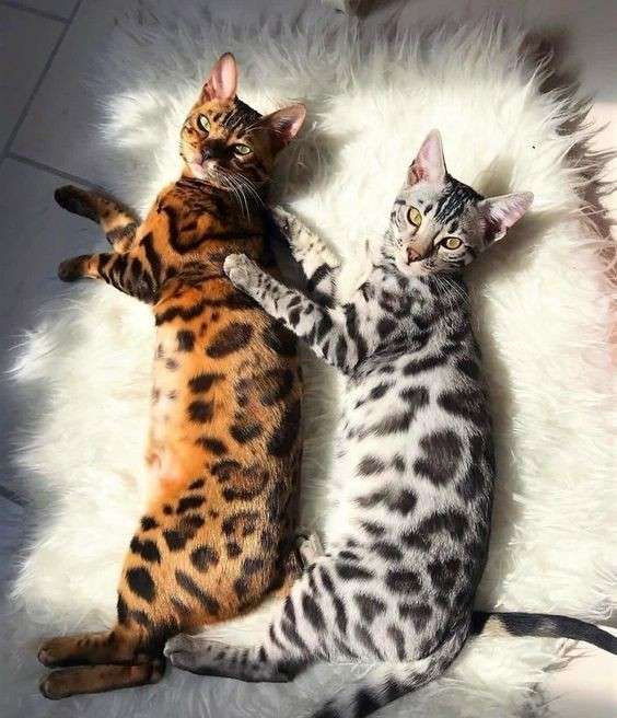 色違い画像が集まるトピ