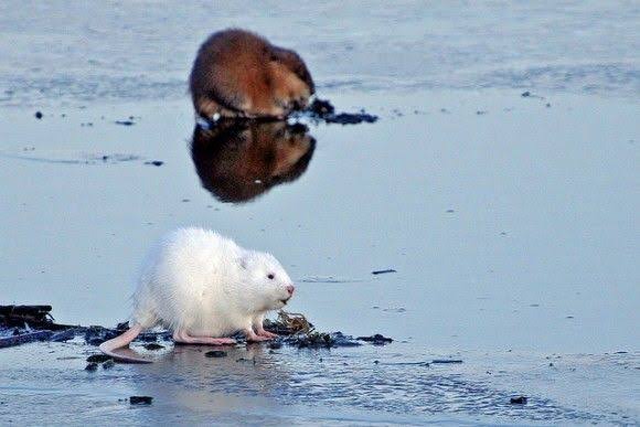 色違い画像が集まるトピ
